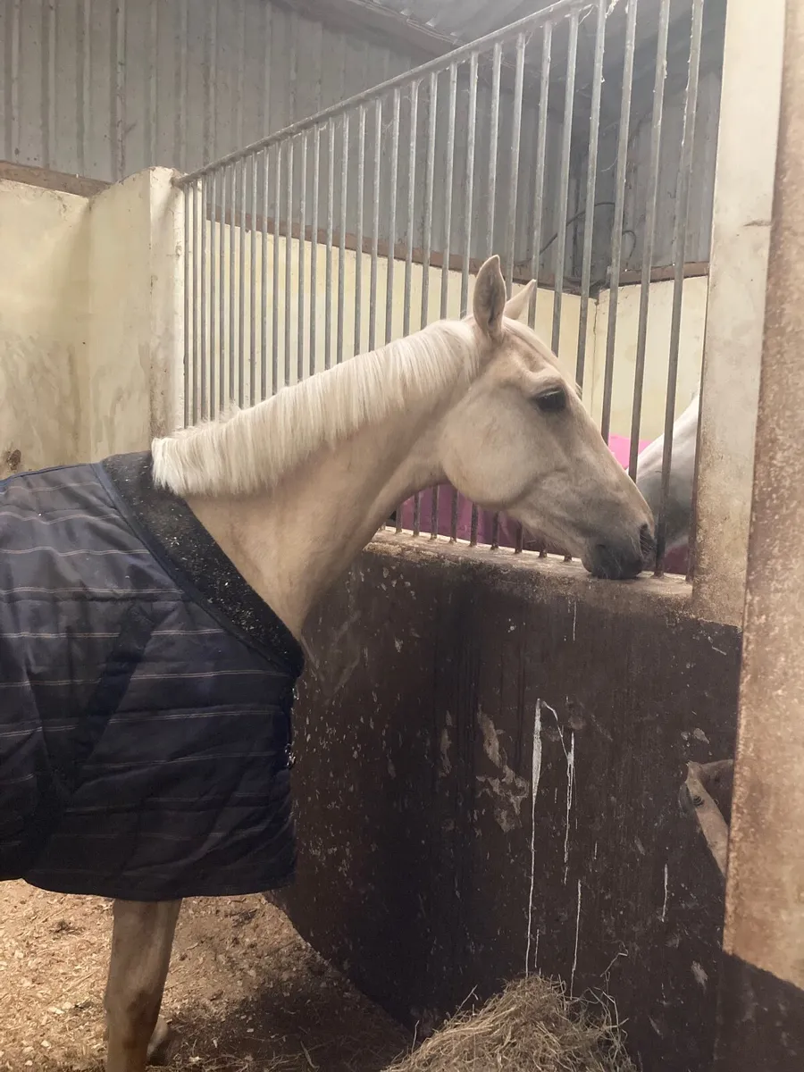 Beautiful Palomino gelding - Image 4