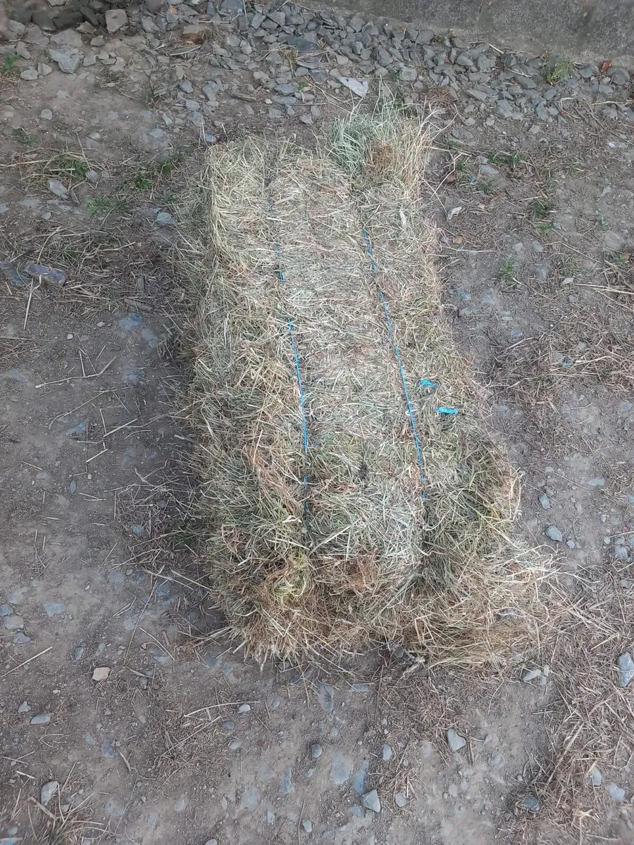 Hay