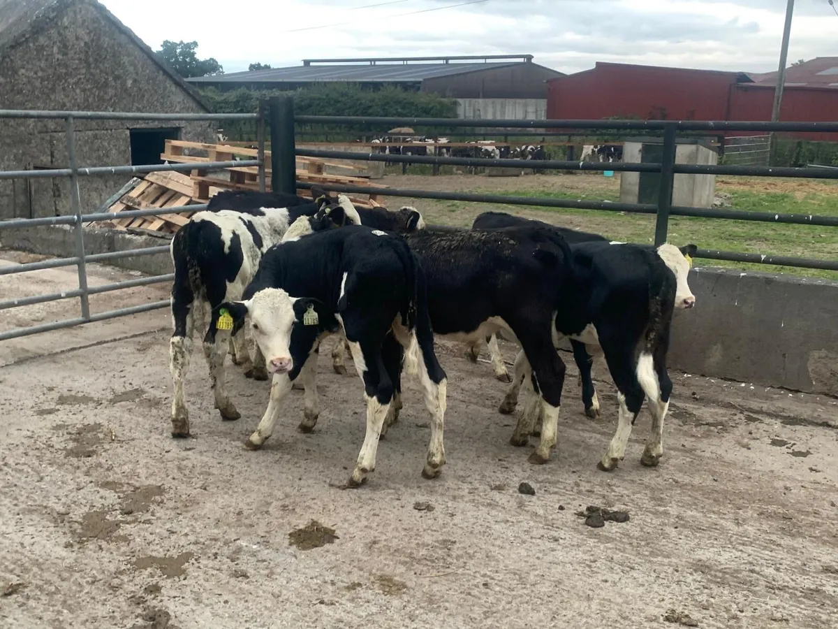 6 super Hereford  bull  runners - Image 1