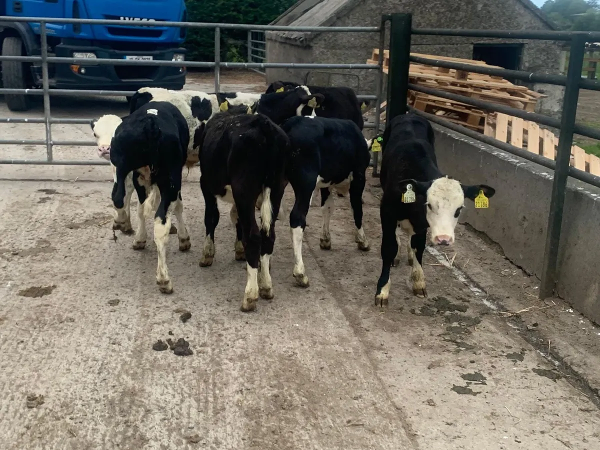 6 super Hereford  bull  runners - Image 2