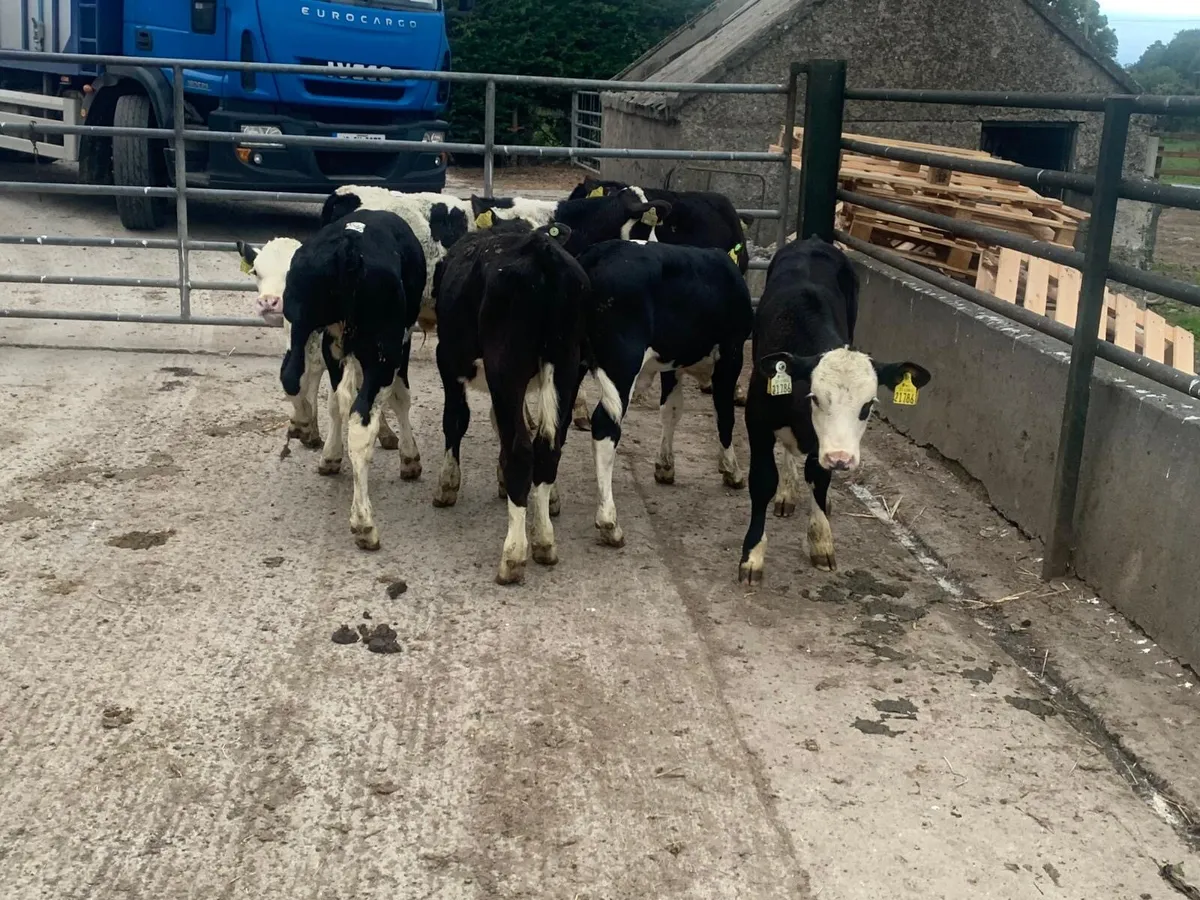 6 super Hereford  bull  runners - Image 3