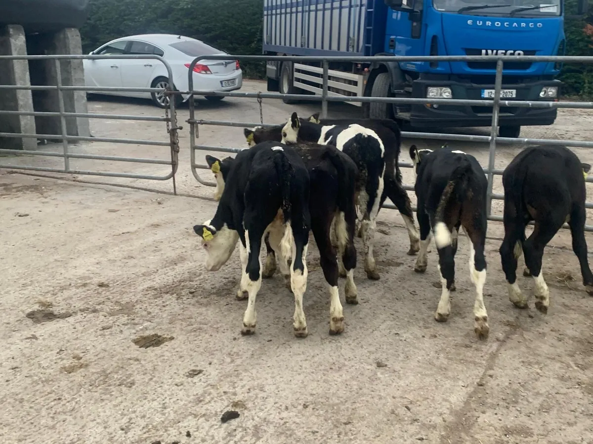 6 super Hereford  bull  runners - Image 4