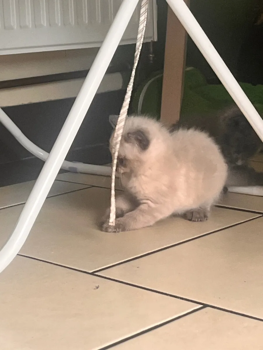 Kittens - Image 2