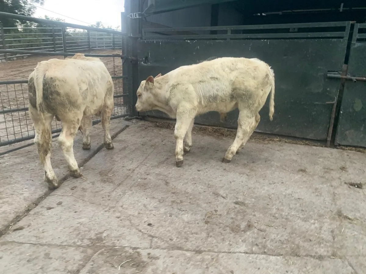2 super suckler bred  charlaois bulls - Image 1