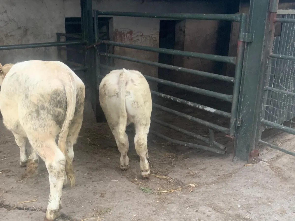 2 super suckler bred  charlaois bulls - Image 2