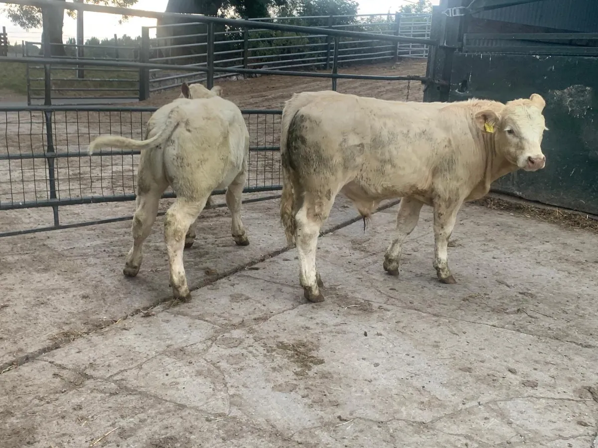 2 super suckler bred  charlaois bulls - Image 3