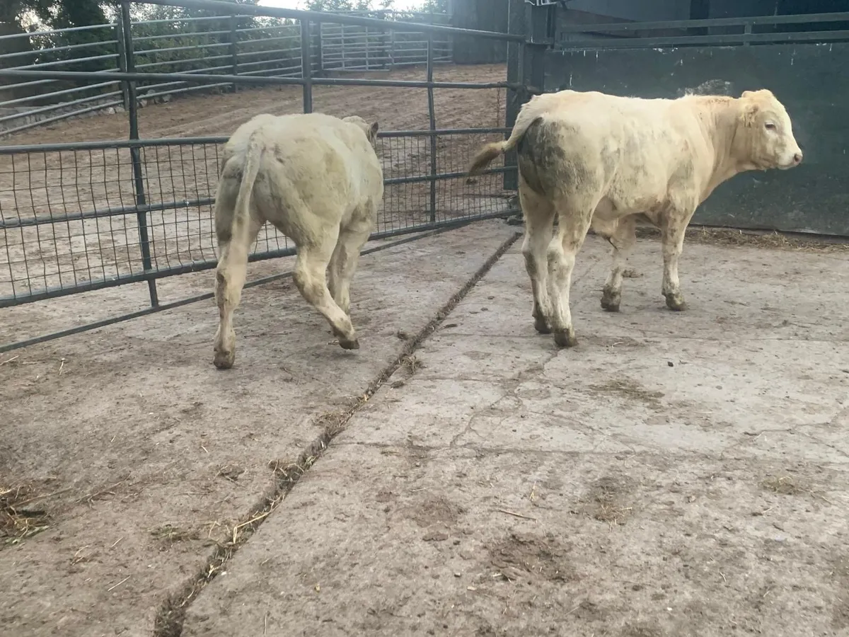 2 super suckler bred  charlaois bulls - Image 4