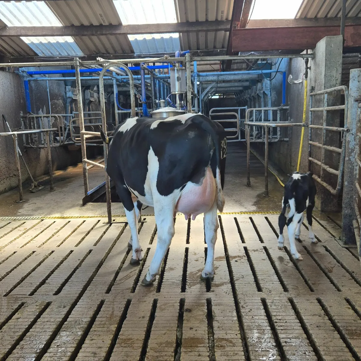 Fresian heifer - Image 1