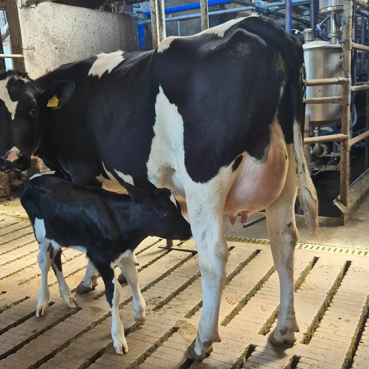 Fresian heifer - Image 3