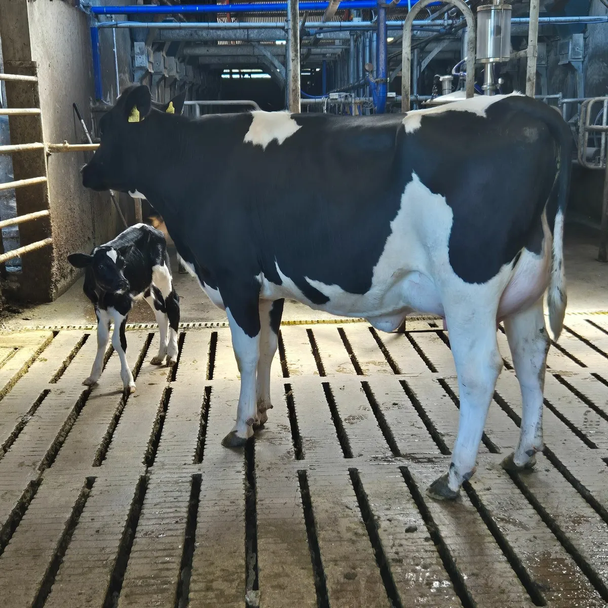 Fresian heifer - Image 4
