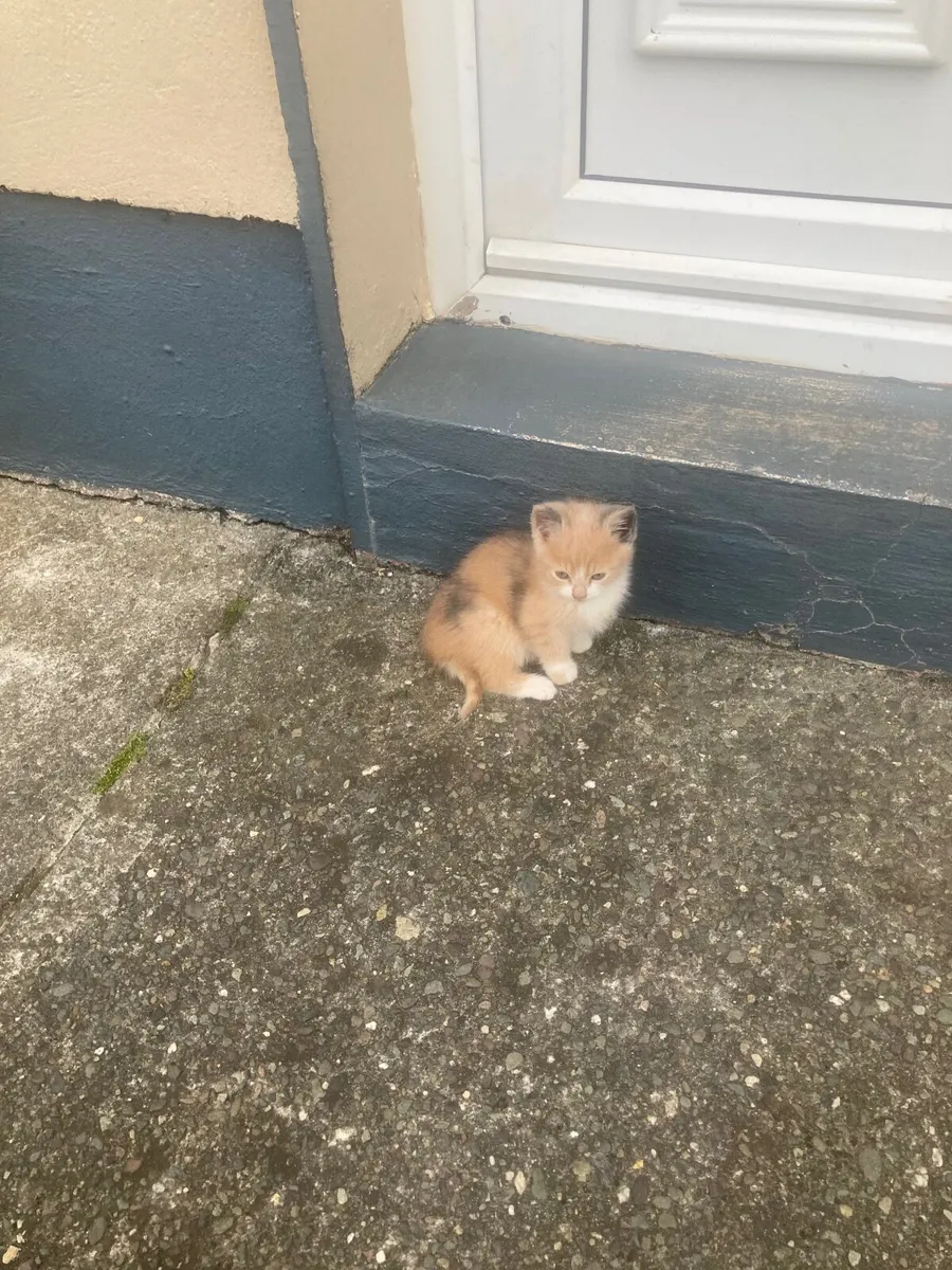 Pet - Image 2