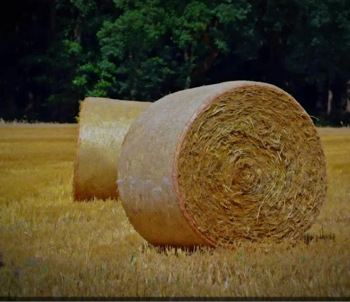 Barley Straw