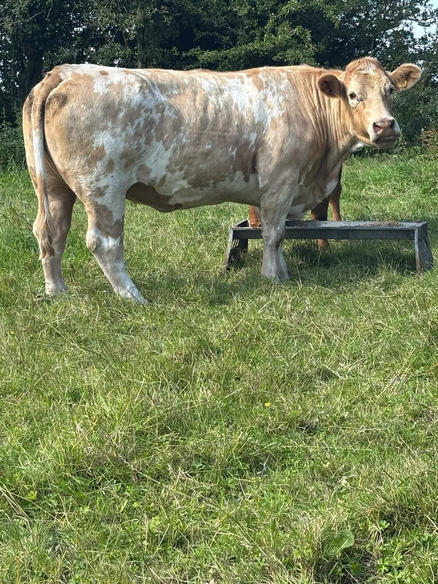 Cull Cows - Image 1