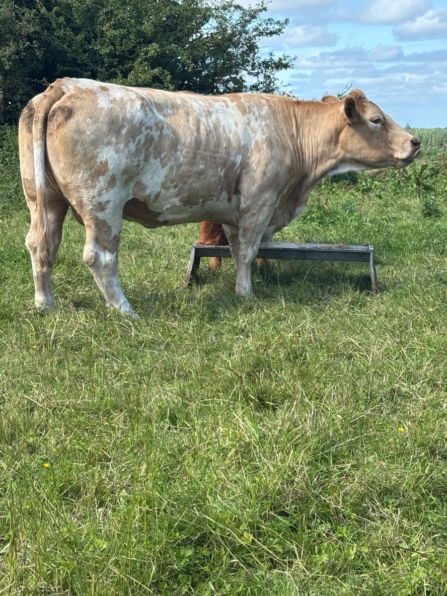 Cull Cows - Image 2