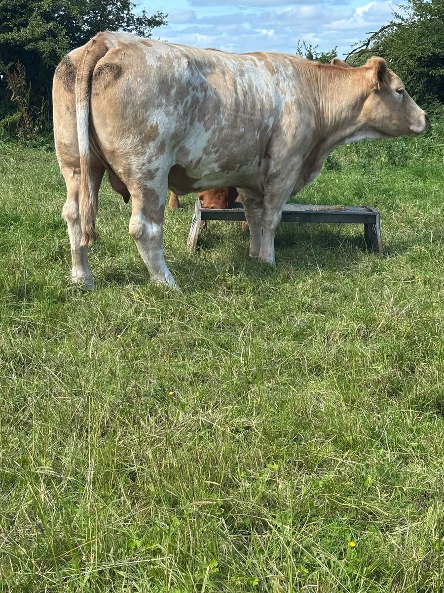Cull Cows - Image 3