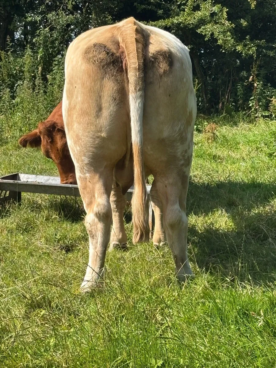 Cull Cows - Image 4