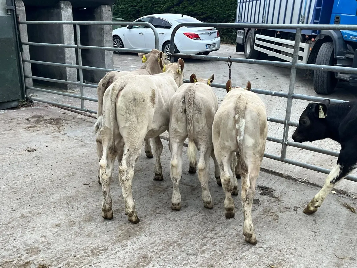 5 super  charlaois runner heifers - Image 1