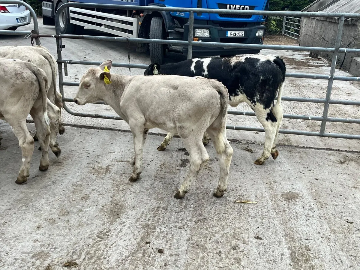 5 super  charlaois runner heifers - Image 2