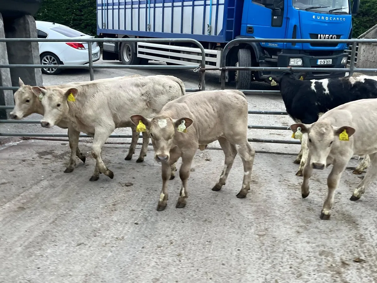 5 super  charlaois runner heifers - Image 3