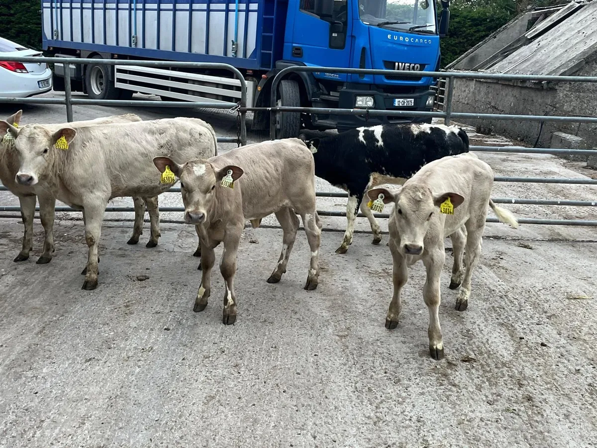 5 super  charlaois runner heifers - Image 4