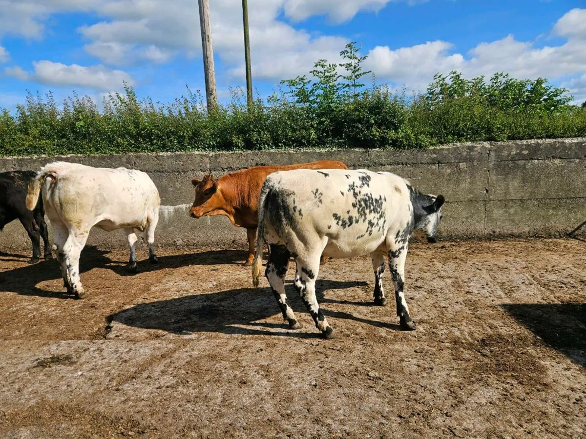 Genotyped 4/5 star heifers - Image 2