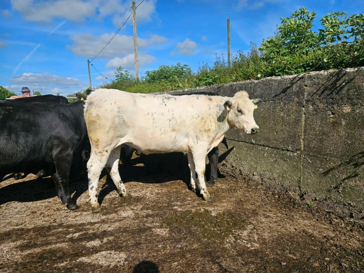 Genotyped 4/5 star heifers - Image 3