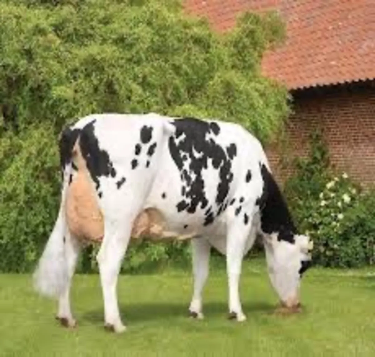 Holstein heifers wanted