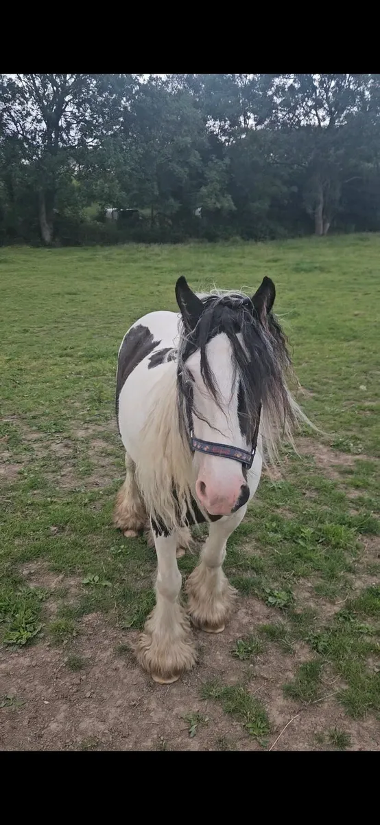 12.2 cob mare 5 year old - Image 1