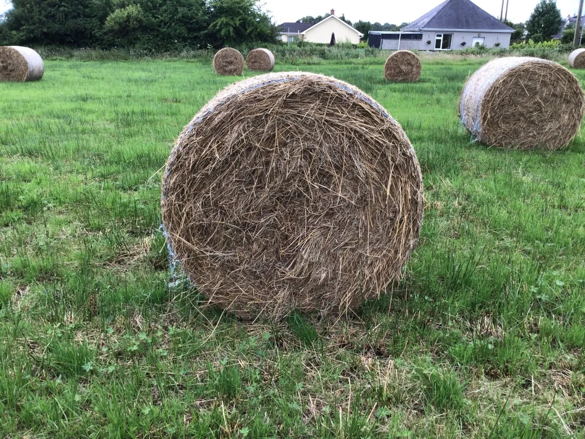 Hay bedding - Image 1