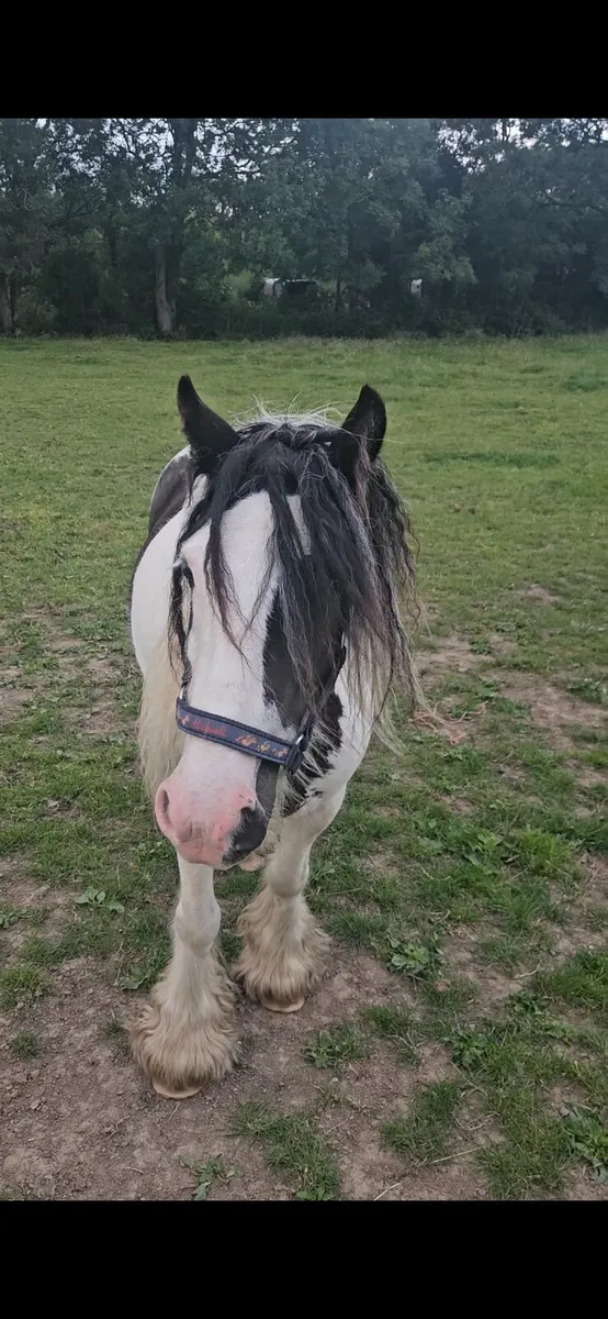 12.2 cob mare 5 year old - Image 2