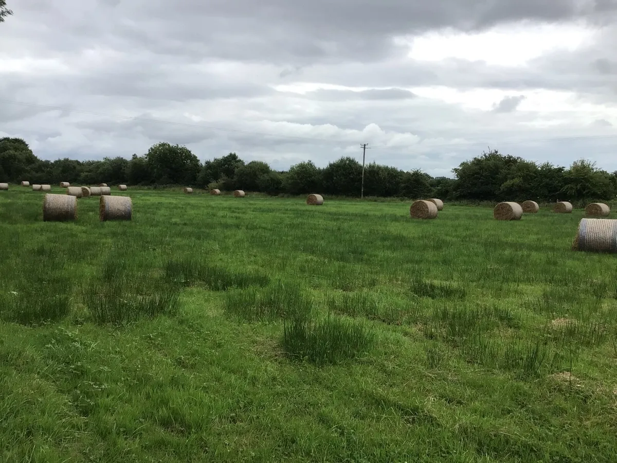 Hay bedding - Image 2