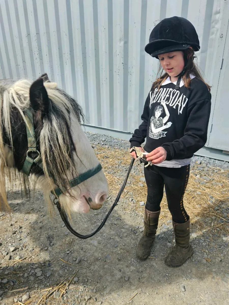 12.2 cob mare 5 year old - Image 3