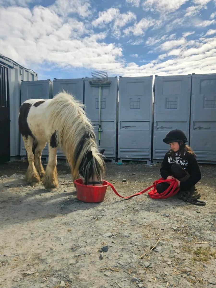 12.2 cob mare 5 year old - Image 4