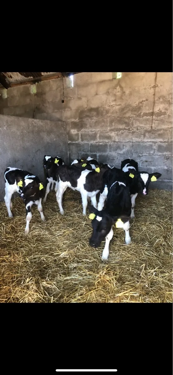 Freisan heifer calves