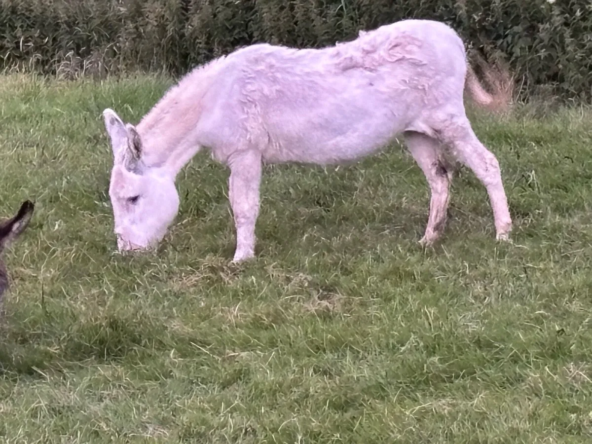 Donkey - Image 2