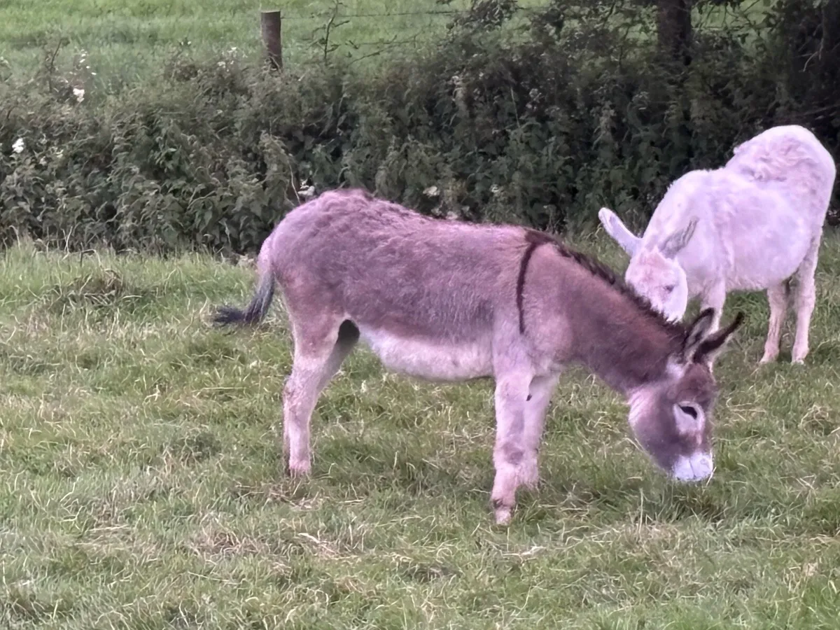 Donkey - Image 3
