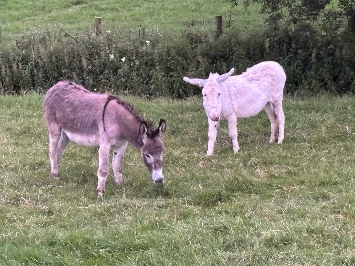 Donkey - Image 1