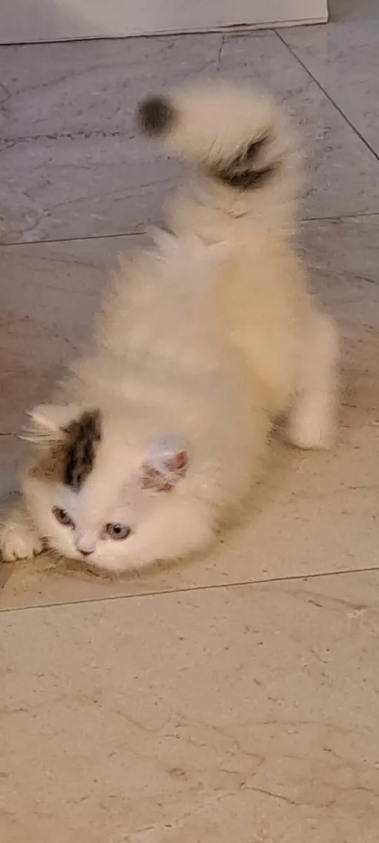 🌟Longhaired Kitten Purebred🌟 - Image 3