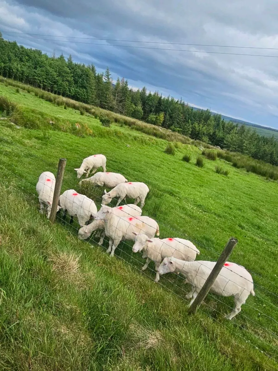 Dorset Hoggetts - Image 1