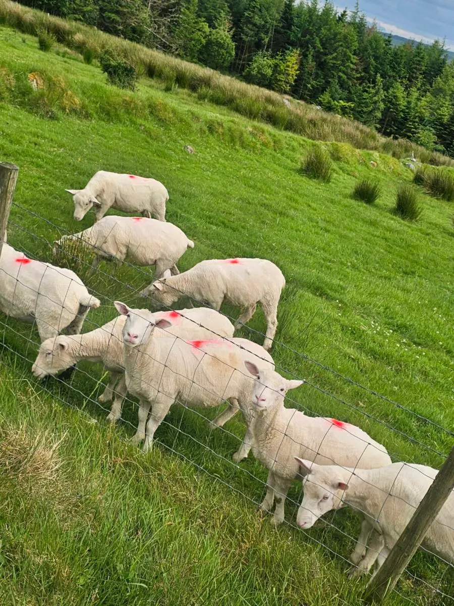 Dorset Hoggetts - Image 2