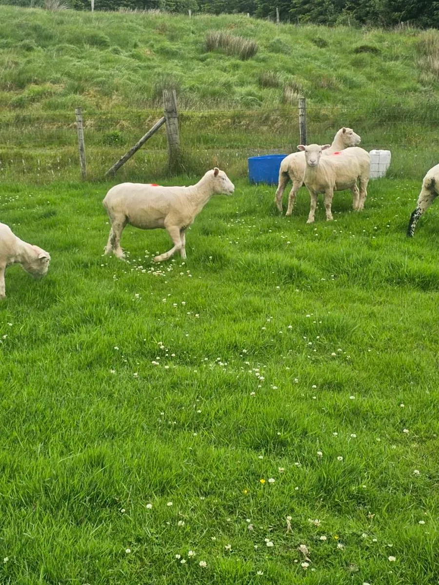 Dorset Hoggetts - Image 3