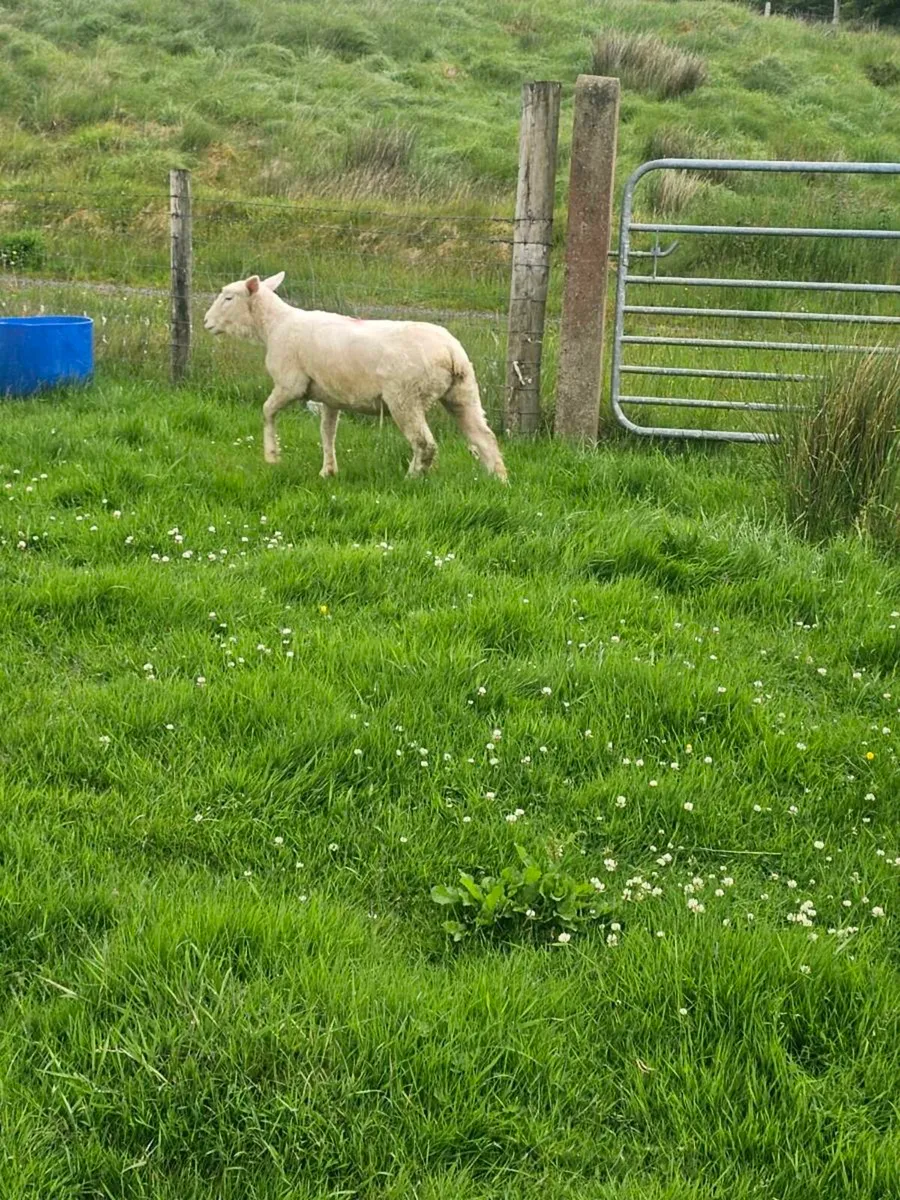 Dorset Hoggetts - Image 4