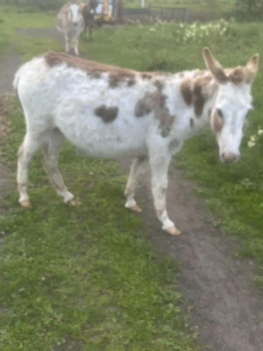 2.5 year old jenny in foal - Image 1