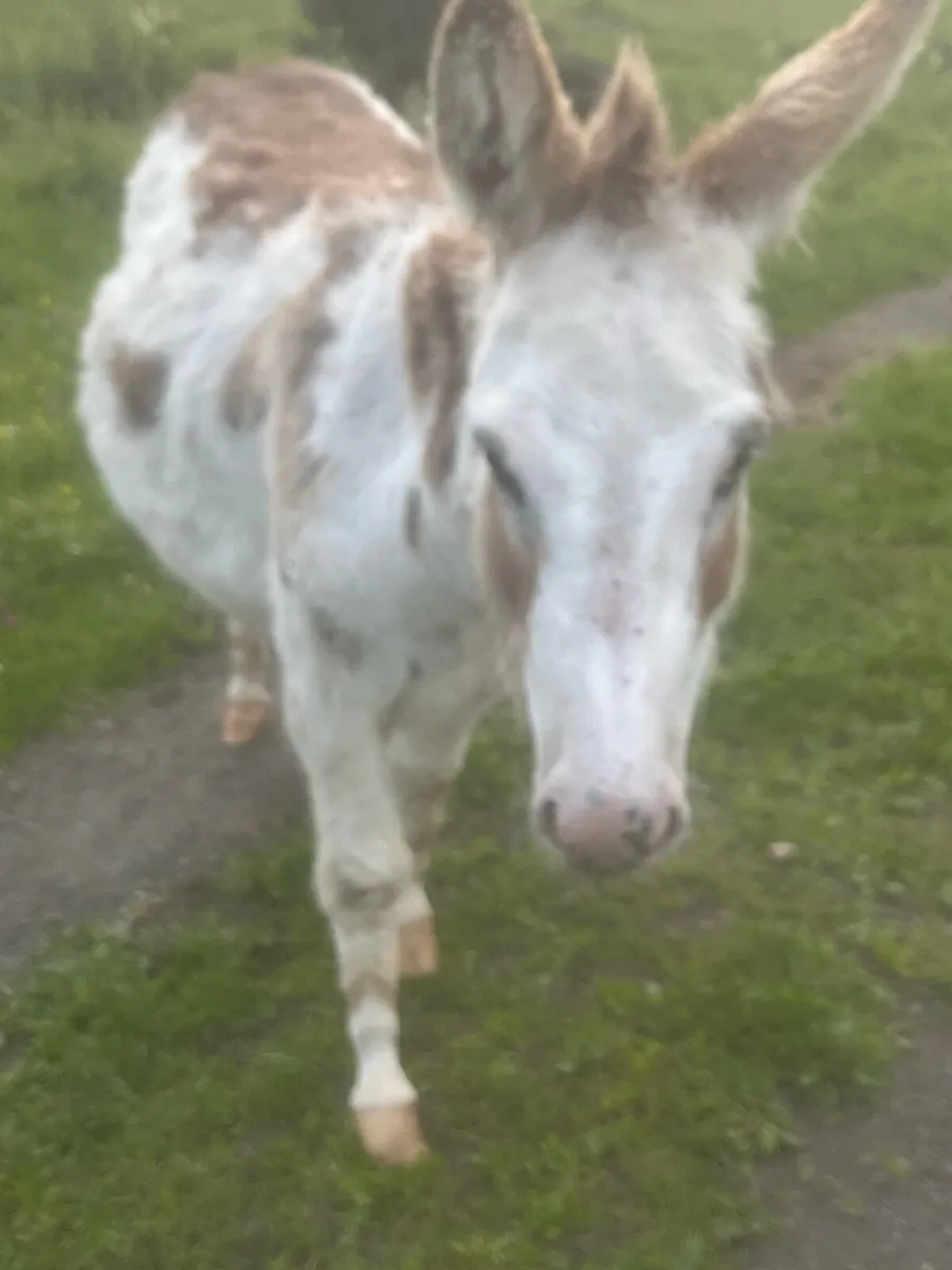 2.5 year old jenny in foal - Image 2