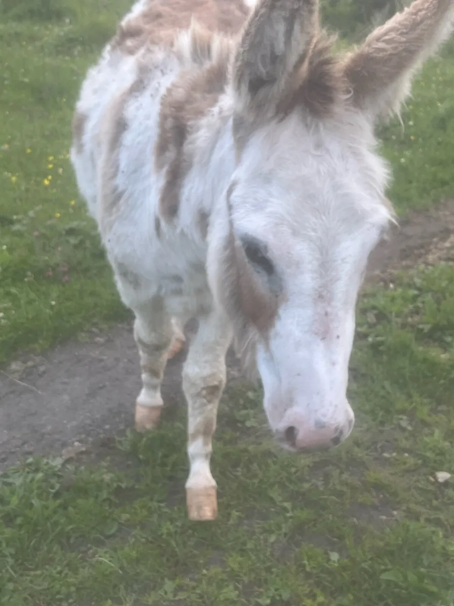 2.5 year old jenny in foal - Image 3