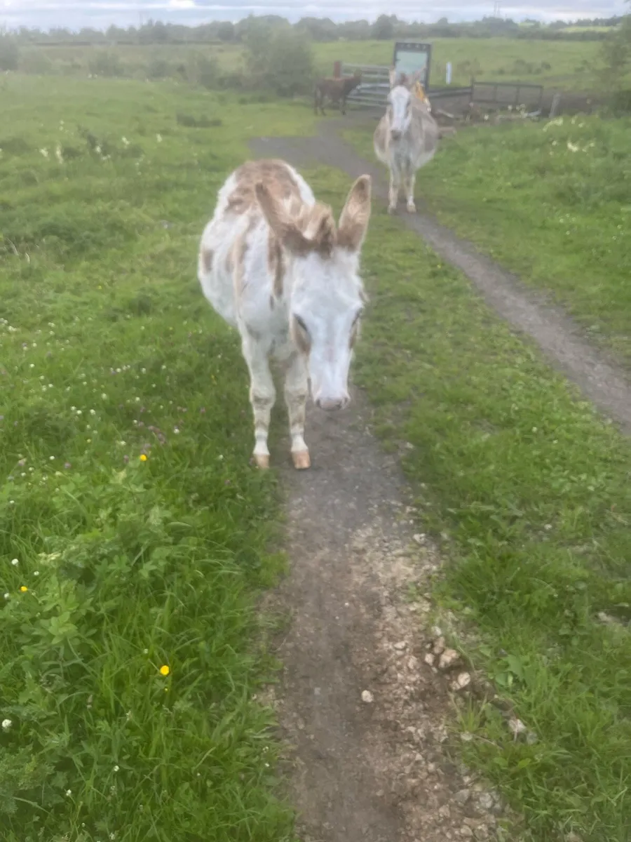 2.5 year old jenny in foal - Image 4