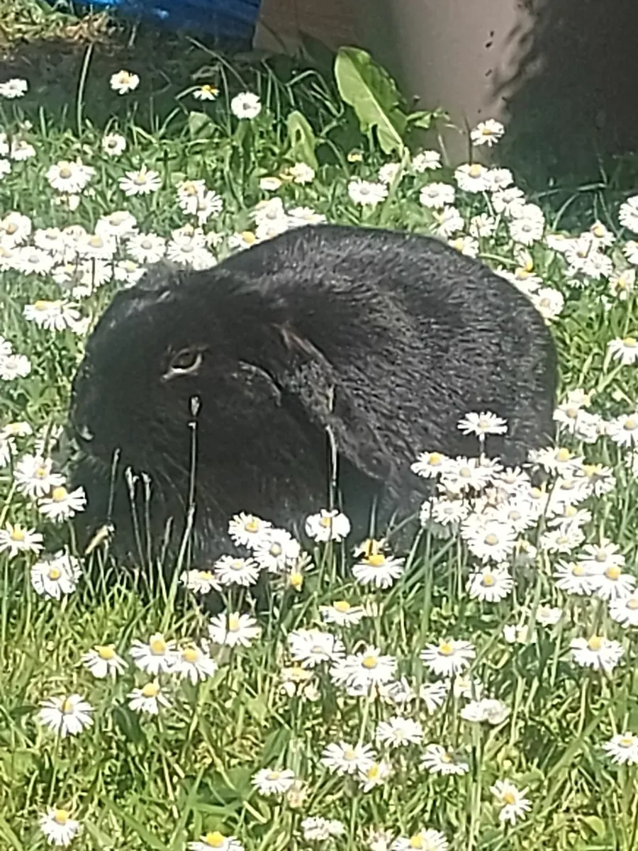 Rabbit for good home