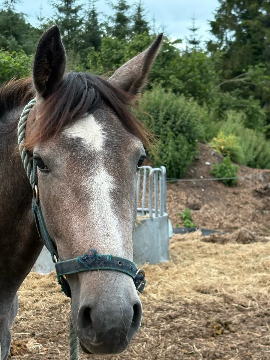 2yr old filly - Image 1
