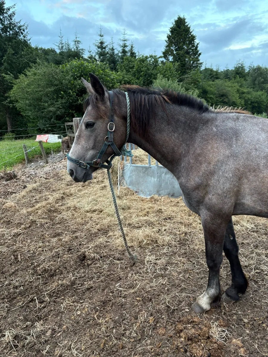 2yr old filly - Image 2