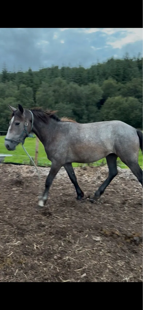 2yr old filly - Image 3